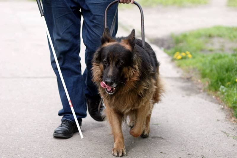 Niewidomy z psem przewodnikiem