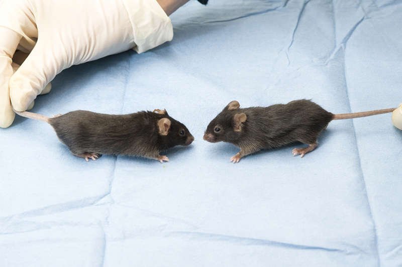 Japońscy naukowcy [url=http://shutr.bz/126qRbe]sklonowali mysz[/url] dzięki materiałowi genetycznemu pobranemu z kropli krwi