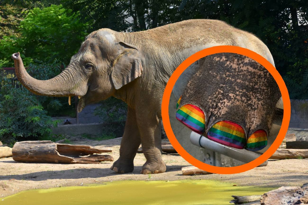 Słoń z paznokciami, które odzworowują tęczę.