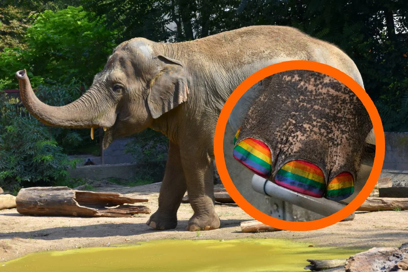 Słoń z paznokciami, które odzworowują tęczę.