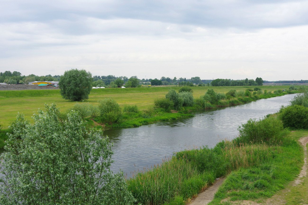 Śnięte ryby w rzece Ner. Wojewoda łódzki zwołał sztab kryzysowy.