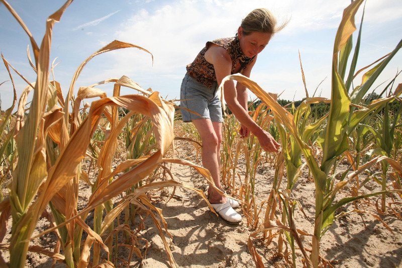 Susza na Lubelszczyźnie, 2006 rok