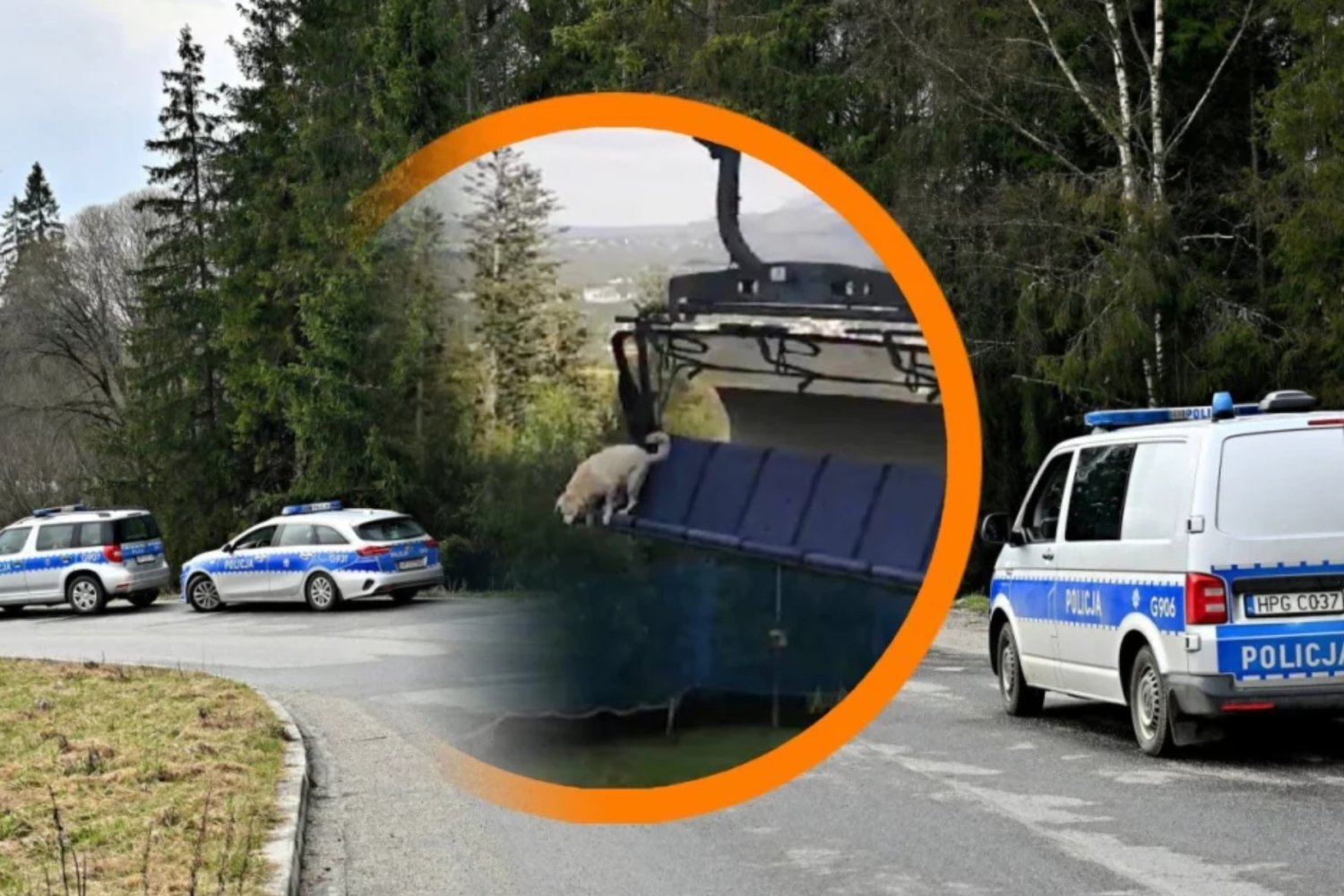 Pies wyskoczył z kolejki i nie przeżył.