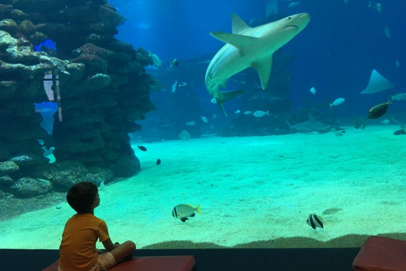 Podwodne obserwatorium rafy koralowej to jedna z atrakcji w Eilacie