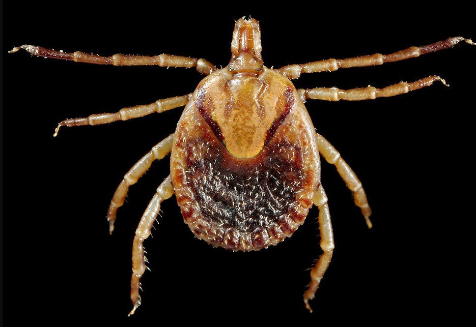 Wkrótce może czekać nas potężny przełom w medycynie. Naukowcy ogłosili pierwsze pozytywne wyniki testów nowej szczepionki przeciwko boreliozie przenoszonej przez kleszcze. Nowa szczepionka przeciwko boreliozie może okazać się przełomem w medycynie. Ogłoszono pierwsze pozytywne wyniki testów innowacyjnego preparatu.