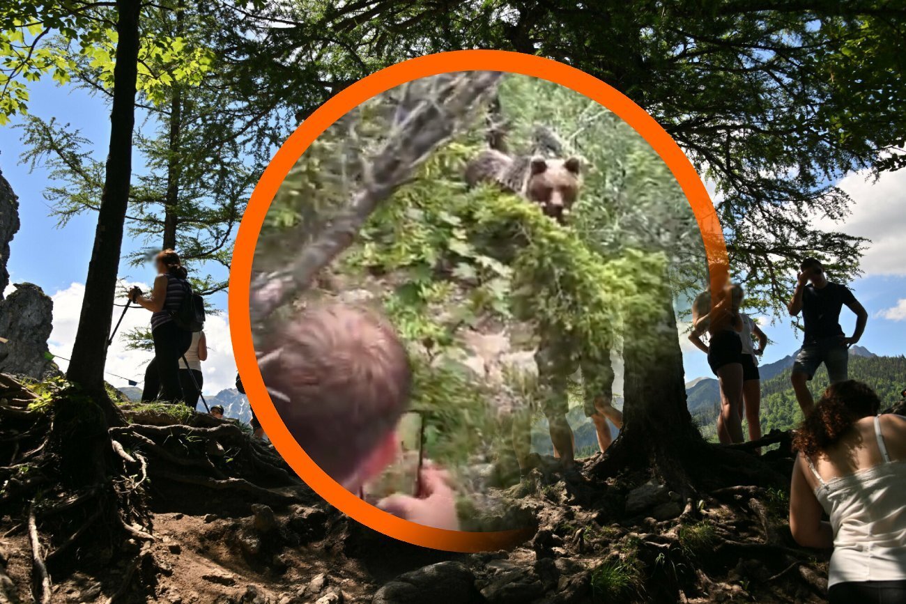"Jaki śliczny jesteś". Turyści spotkali niedźwiedzia i niestety popisali się głupotą Turyści z Polski spotkali niedźwiedzia w Tatrach. Wyjęli telefony i zaczęli do niego mówić