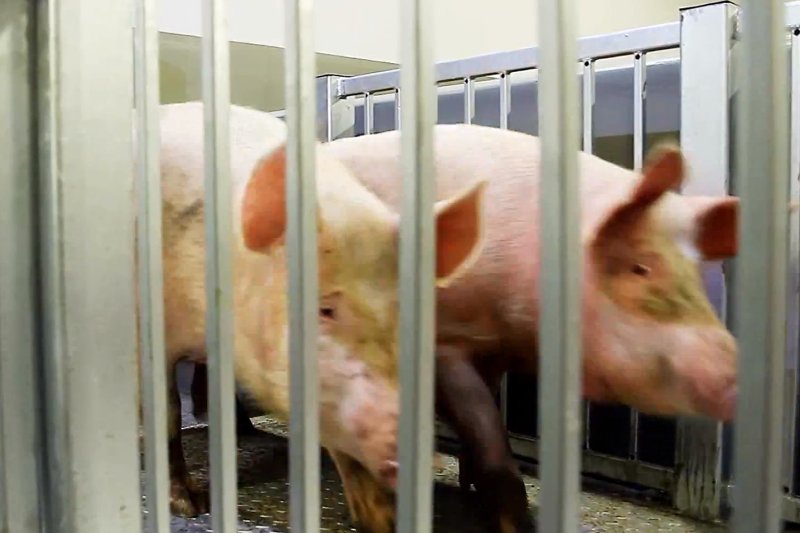 Reklama ubojni TG Nova szokuje internautów. Ale filmik nie był dostępny publicznie, a brutalne obrazy są normalne w tej branży