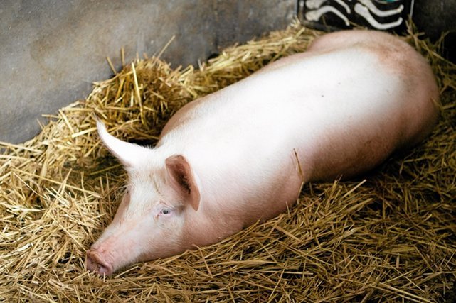 W stadach liczących powyżej 10 loch świnie muszą mieć zapewnione zabawki
