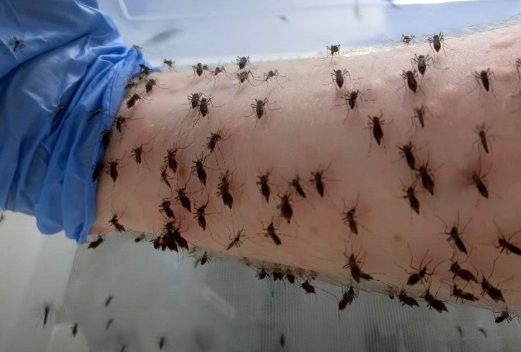 Sposoby na komary. 20 najskuteczniejszych metod.