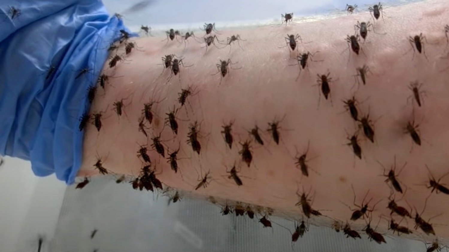 W jaki sposób pozbyć się komarów? Przedstawiamy najskuteczniejsze metody na to, by je od nas odpędzić. Sposoby na komary. 20 najskuteczniejszych metod.