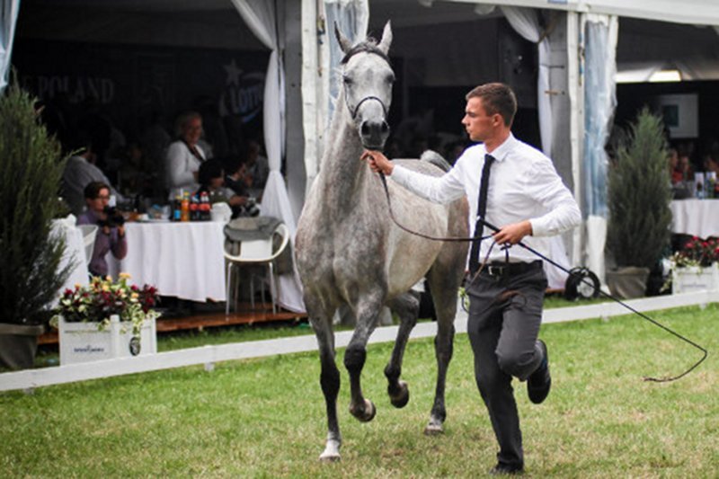 Nie tylko koni żal, ale też fachowców, którzy odeszli z renomowanych stadnin. Śledztwo w sprawie nieprawidłowości w zarządzaniu stadniną w Janowie Podlaskim zostanie umorzone.