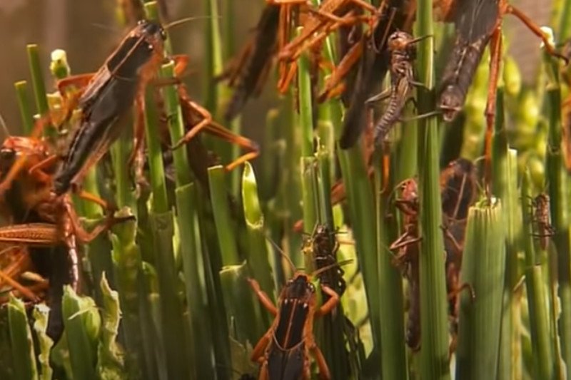 Inwazja szarańczy dotknęła już 23 kraje.