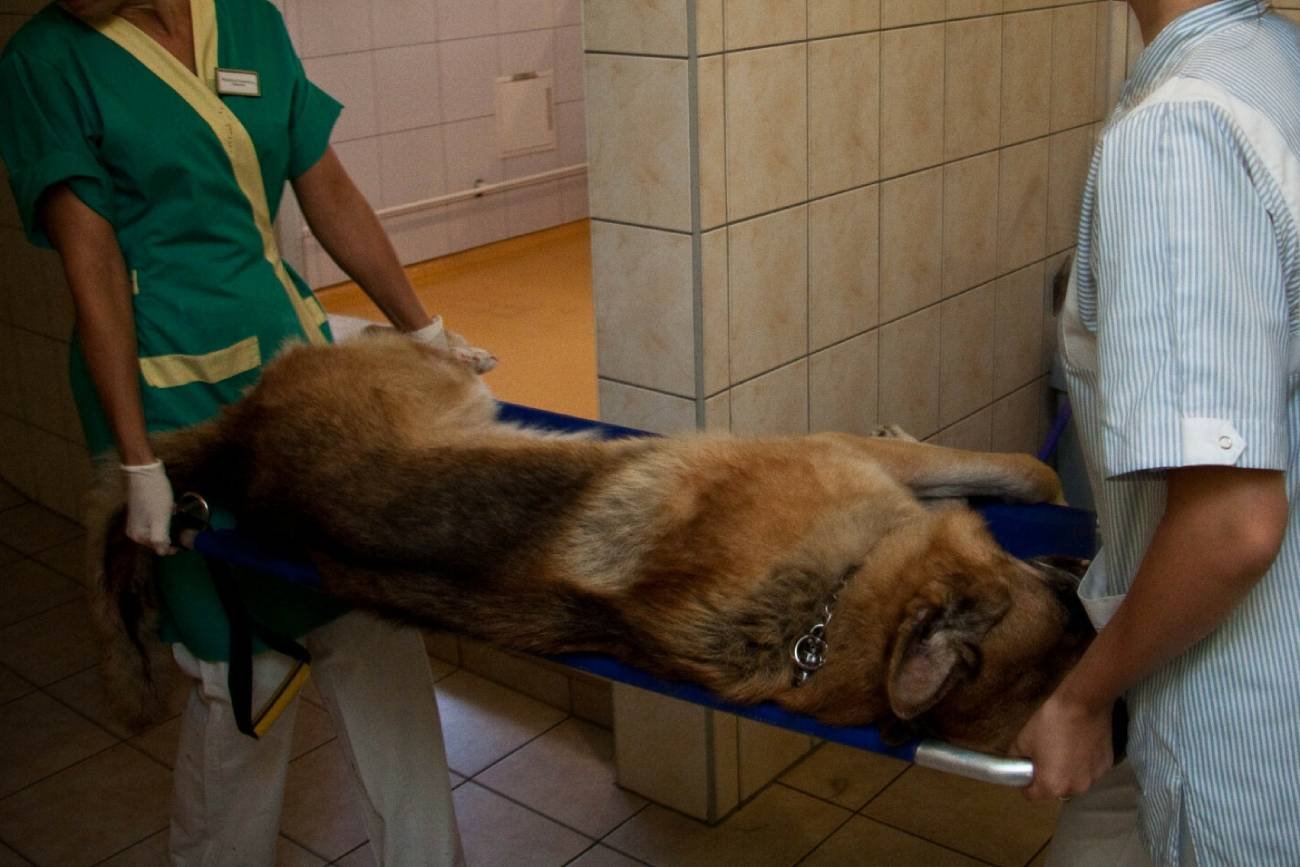 Pomylił adresy i uśpił nie tego psa. Weterynarz z Kielc odpowie za błąd?