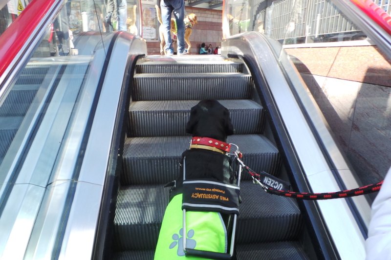 Tak labrador Pako prowadził swoją właścicielkę po ruchomych schodach do Złotych Tarasów