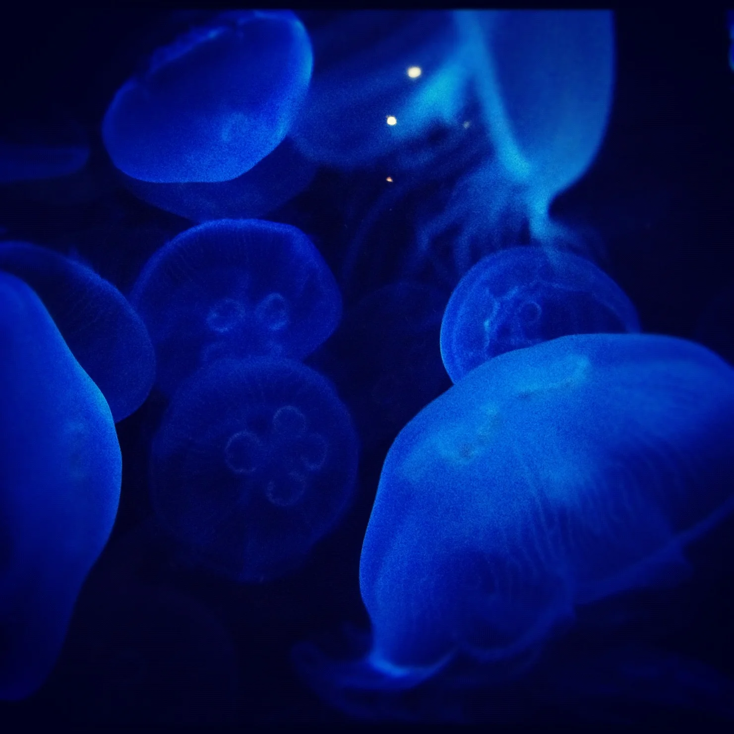 New England Aquarium - jest dobrym miejscem do szukania inspiracji. Ilość kolorów i ich połączeń w naturze jest absolutnie zdumiewająca.