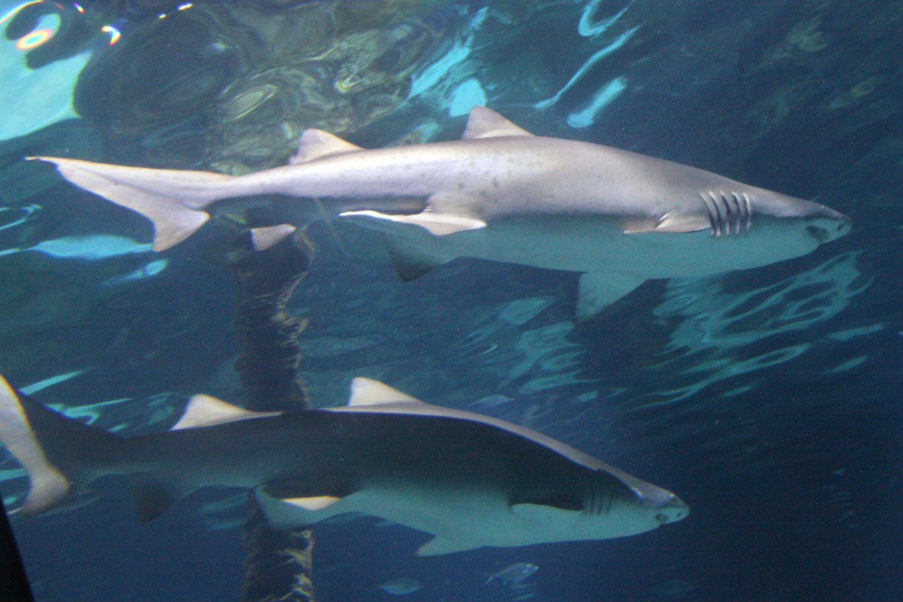Czy rekiny z Bałtyku są groźne?