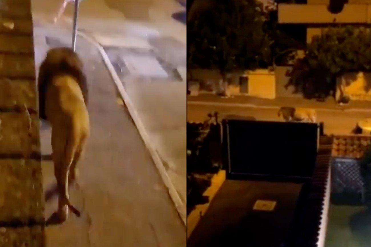 Po ulicach we włoskim mieście biegał lew.