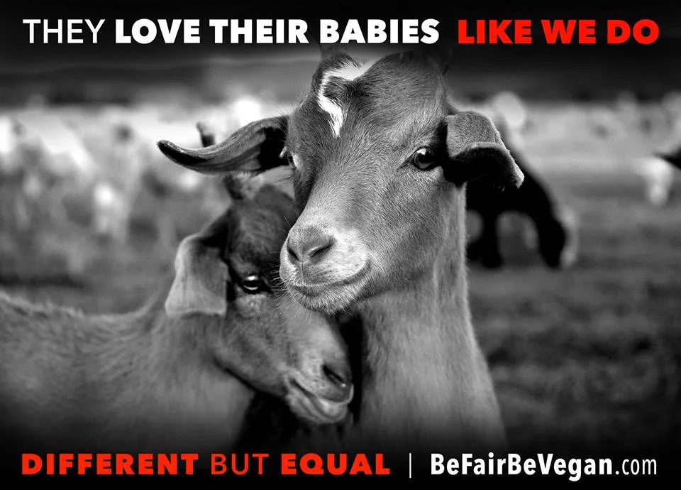 BE FAIR BEVEGAN - wegańska kampania billboardowa na Time Squere.
Inne, a jednak takie same jak my!