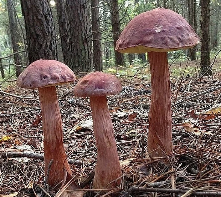 Borowik amerykański 2020: nowy grzyb złotak wysmukły Aureoboletus wrzosowy