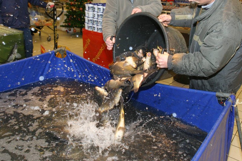 Karp to dla wielu świąteczna tradycja.