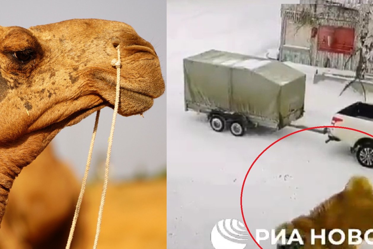 Wielbłąd zaatakował w odwecie mieszkańca Rosji. Mężczyzna nie przeżył