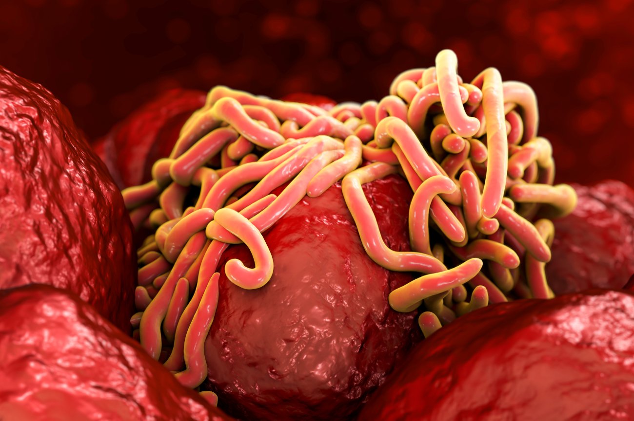 Choroby autoimmunologiczne w przyszłości będziemy leczyć białkami pasożytów jelitowych.