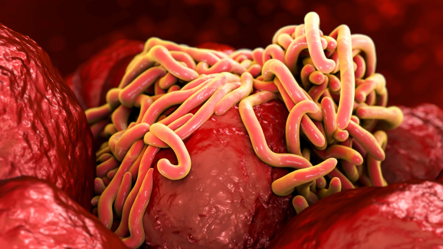 Choroby autoimmunologiczne w przyszłości będziemy leczyć białkami pasożytów jelitowych.