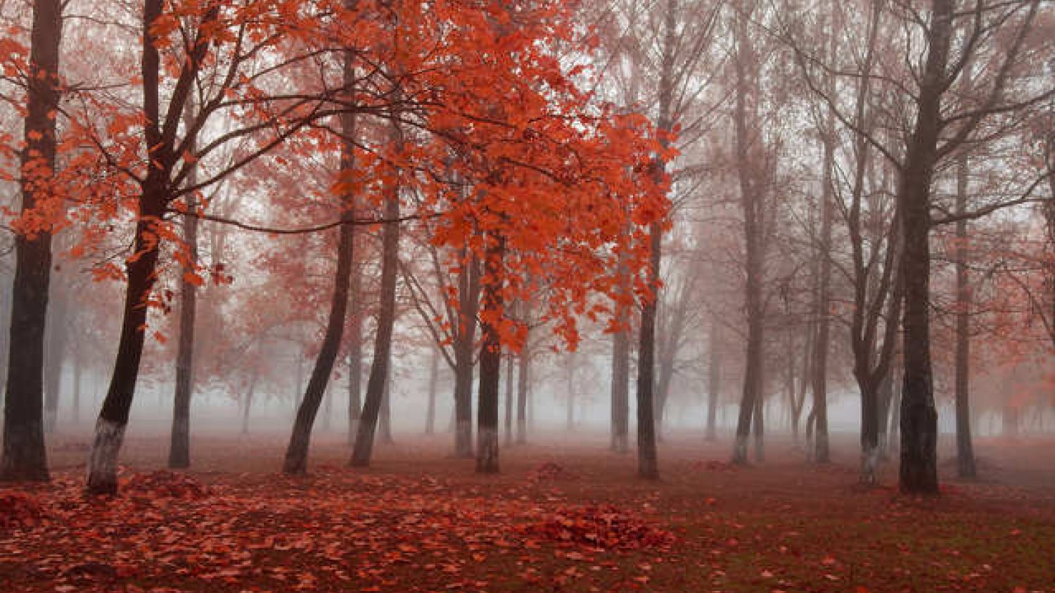 Jest wiele sposobów na radzenie sobie z [url=http://www.shutterstock.com/pic-152288969/stock-photo-autumn-park.html?src=XKTpJotjTGY7O3CzkH0lqg-4-8]brakiem słońca[/url] jesienią i zimą.