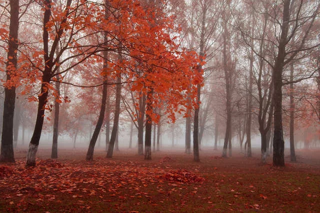 Jest wiele sposobów na radzenie sobie z [url=http://www.shutterstock.com/pic-152288969/stock-photo-autumn-park.html?src=XKTpJotjTGY7O3CzkH0lqg-4-8]brakiem słońca[/url] jesienią i zimą.