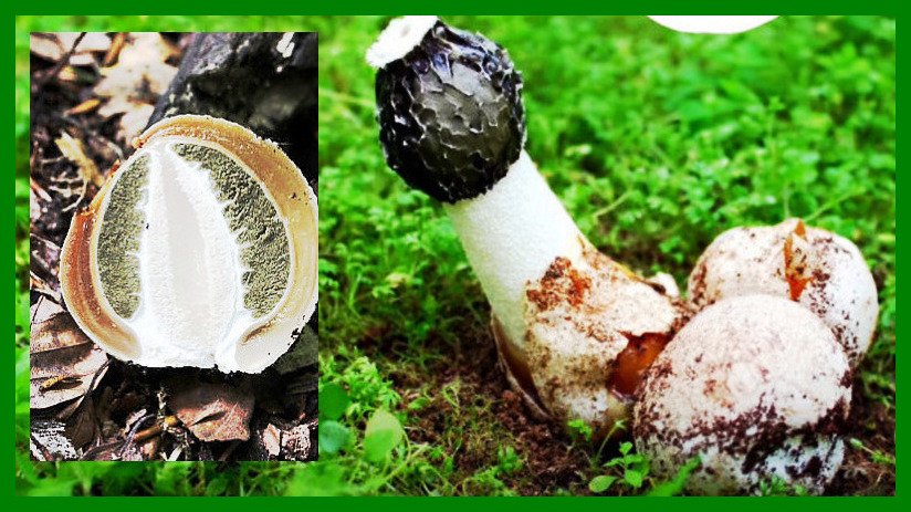 Grzyb zwany "czarcim jajem", sromotnikiem smrodliwym lub bezwstydnym, a także "jajem smoka" to jeden z najbardziej niezwykłych grzybów, jakie można spotkać w polskich lasach.