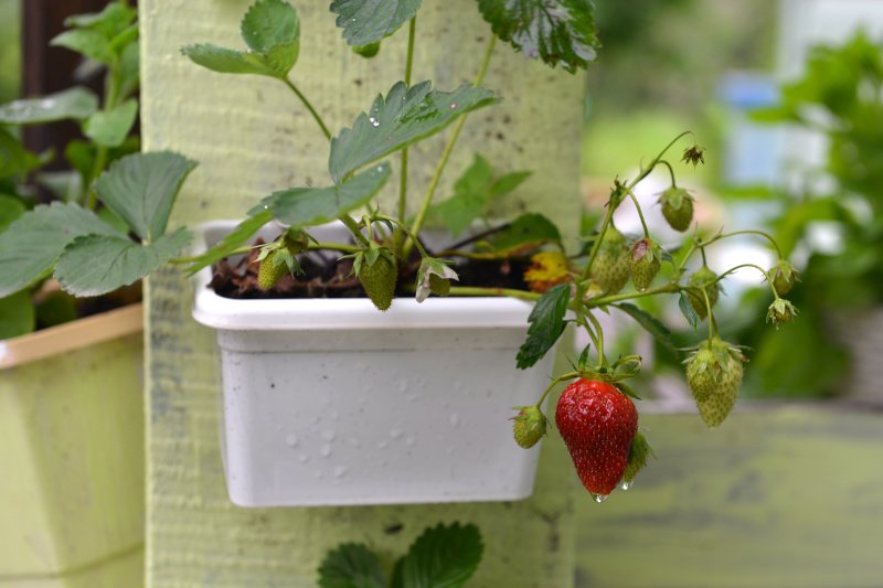 Kiedy sadzić truskawki? Sprawdzamy sposoby na uprawę truskawek w "domowych warunkach".