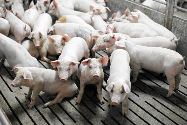 Rosja zapowiedziała, że wprowadzi embargo na wieprzowinę z Polski i Litwy