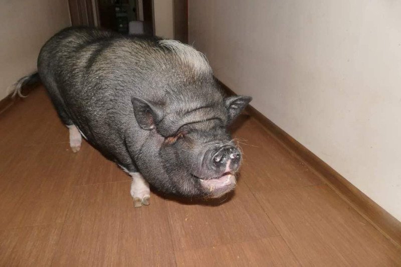 W gminie Czerniejewo trwają poszukiwania knura. "Reaguje na imię Stefan"