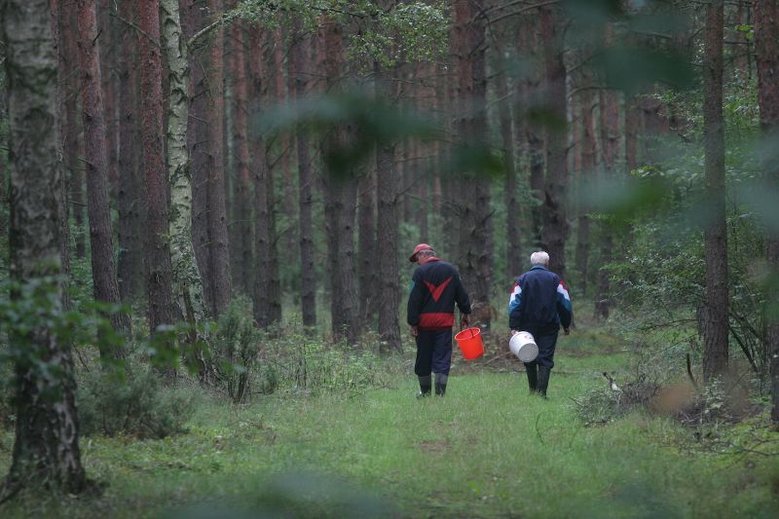 Od kilku lat borowik wysmukły, zwany amerykańskim, jest bardzo popularny wśród polskich grzybiarzy.