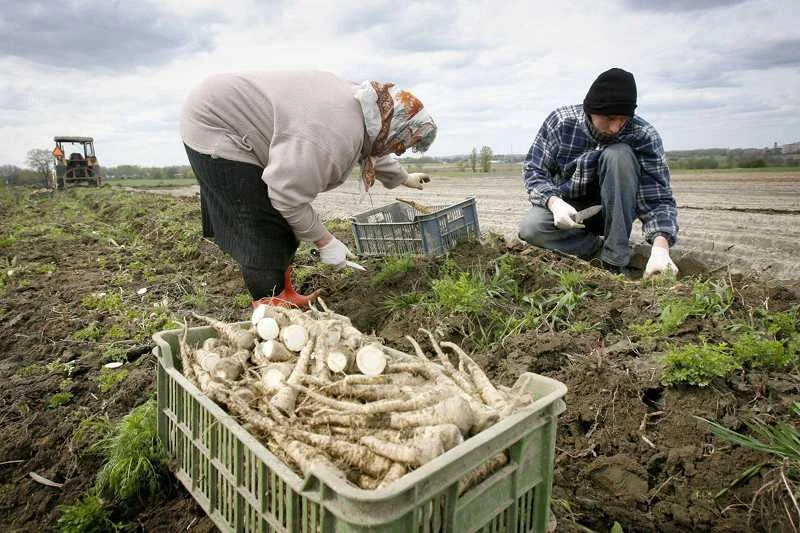 Ludzie w miastach żyją dłużej i umierają rzadziej niż ci poza terenami zurbanizowanymi