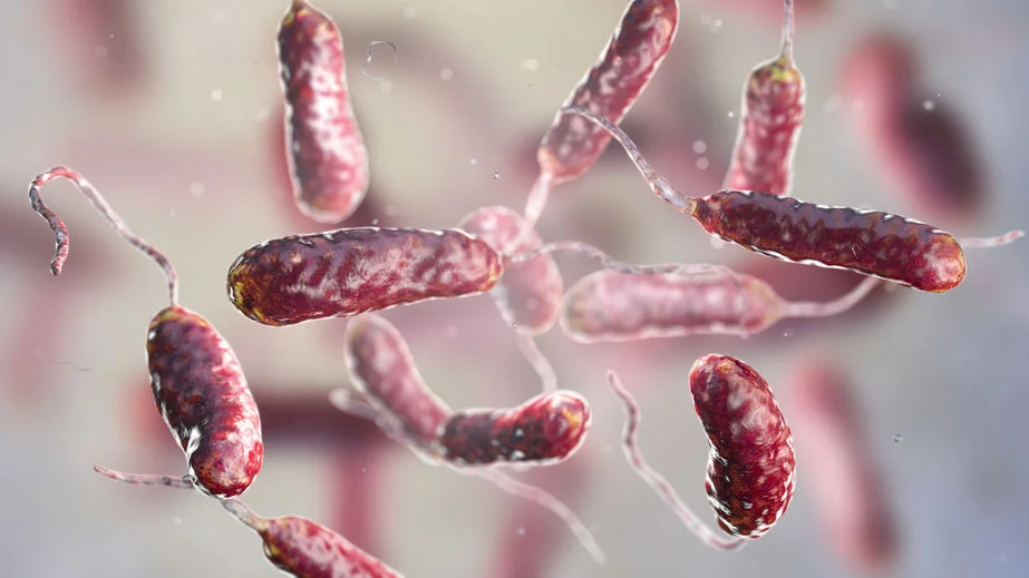 Mięsożerne przecinkowce Vibrio vulnificus zaczynają się namnażać w wodzie w temperaturze powyżej 20 stopni Celsjusza. Niemcy alarmują, że w tym roku należy zachować ostrożność korzystając z nadbałtyckich kąpielisk. Mięsożerne bakterie w Bałtyku mogą zagrażać nam latem 2020.