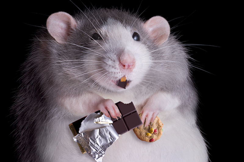 Urzędnicy unijni twierdzą, że fruktoza jest zdrowa, bo ma niski indeks glikemiczny