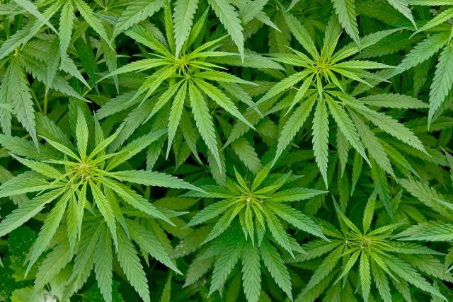 Prof. Hall twierdzi, że regularne zażywanie marihuany może szkodzić zdrowiu