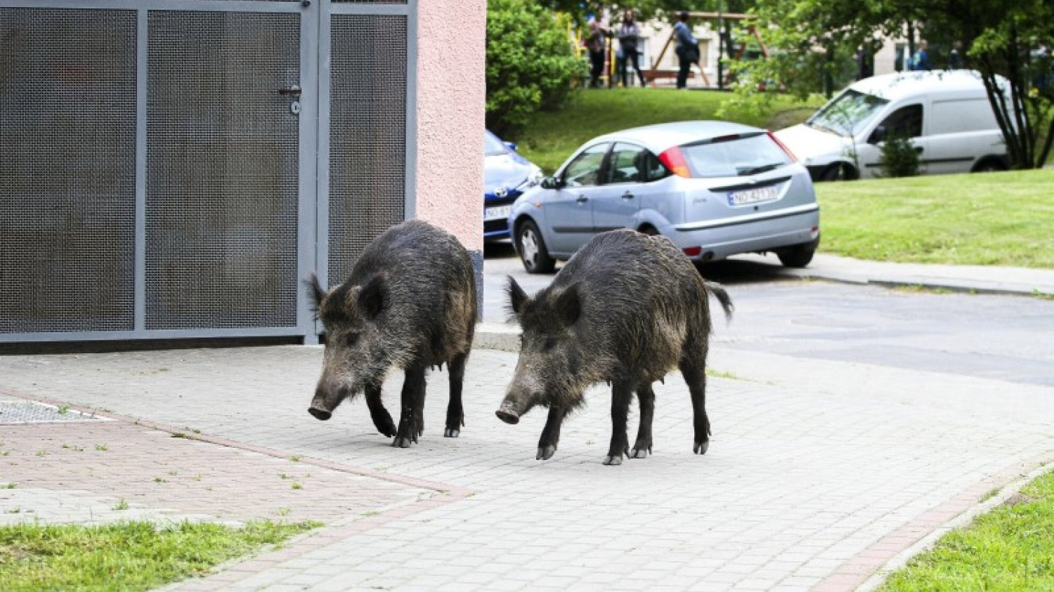 Dziki w Krakowie to poważny problem
