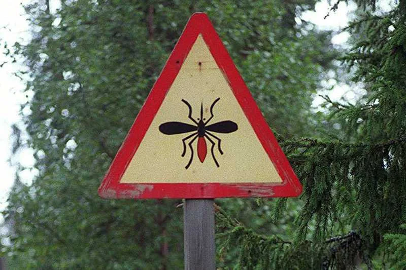 Uwaga na komary!