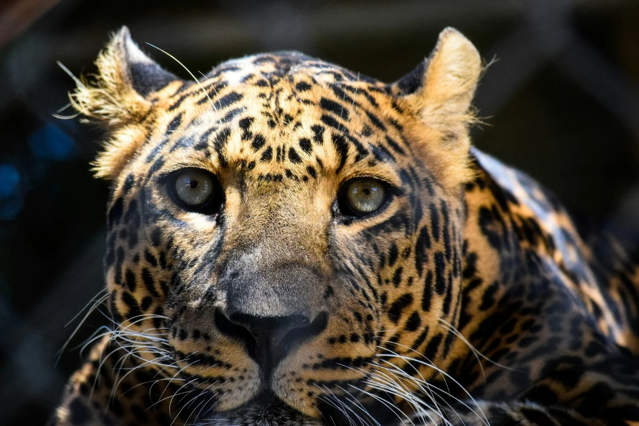 Tragiczne zdarzenie w ukraińskim ZOO. Lampart zaatakował pracownika. Tragedia w ZOO w Odessie. Atak lamparta na pracownika.