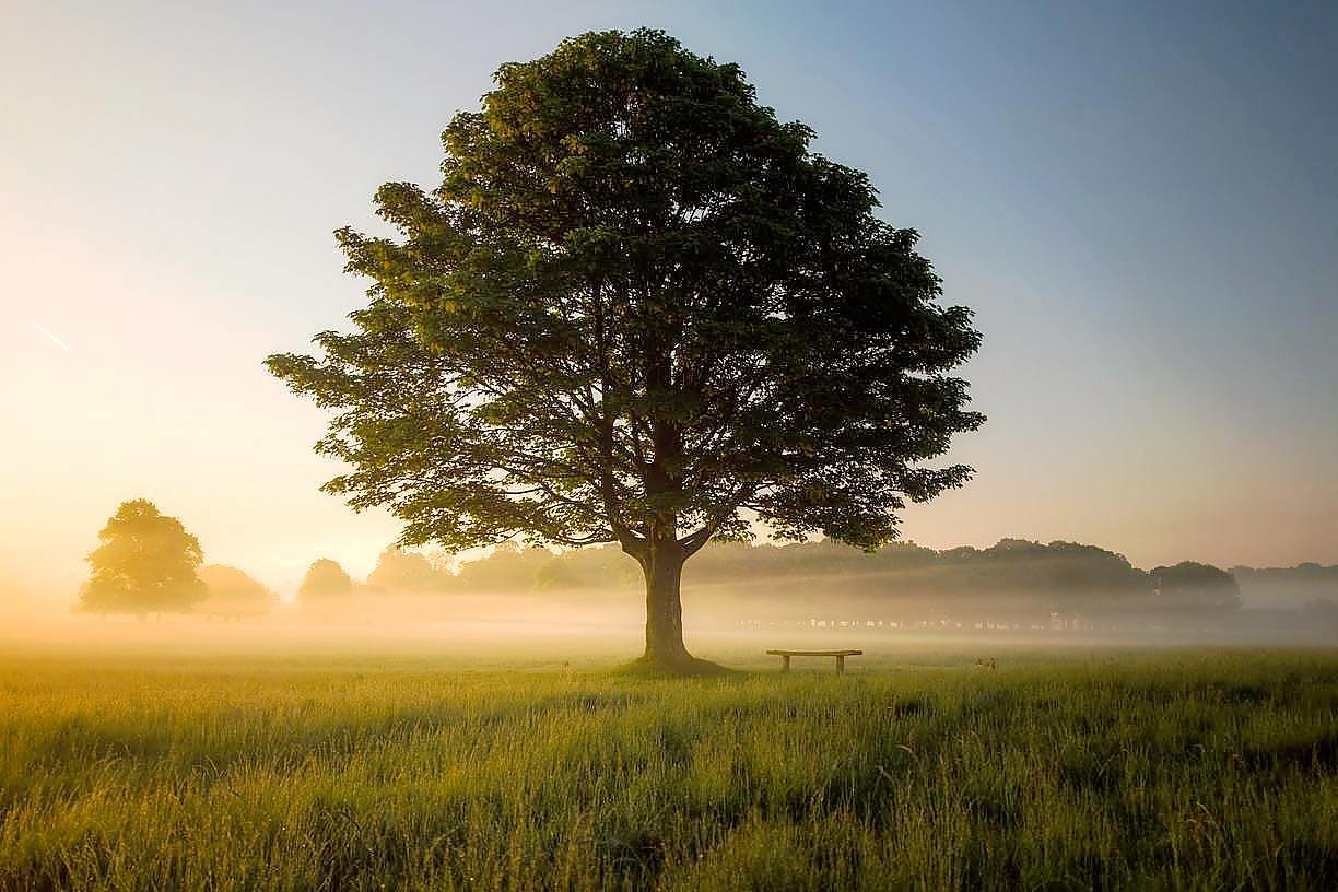 Koronawirus a ekologiczne pogrzeby. Sposób na poradzenie sobie z pandemią covid-19? Ekologiczne pogrzeby: z ludzkiego ciała może powstać... drzewo. Czy w ten sposób można poradzić sobie z masowymi mogiłami w czasie pandemii covid-19?