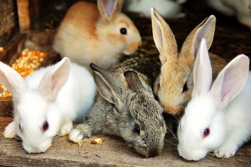 Układy polityczno-biznesowe wyglądają jak królicze nory? Zdaniem Jacka Żakowskiego – tak