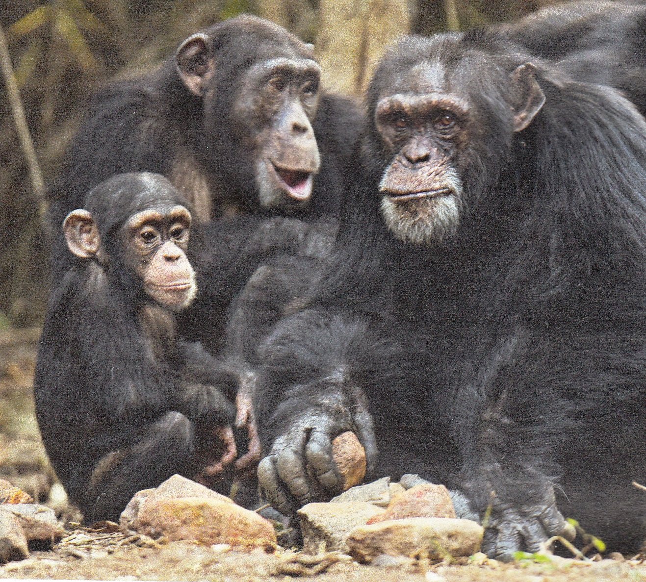 Fragment zdjęcia ilustrującego artykuł pt. „Sztuka rozbijania orzecha” - Newsweek nr 13/2019