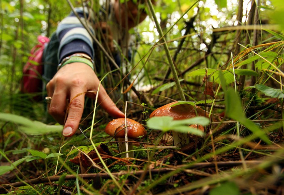 Leśnicy z Podkarpacia alarmują o zorganizowanych grupach rumuńskich grzybiarzy, którzy w tym sezonie pojawili się w Nadleśnictwie Dukla i Rymanów.