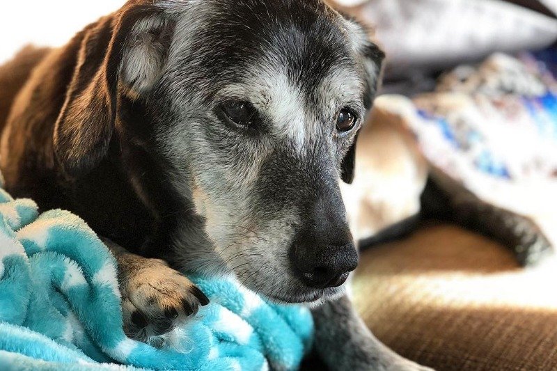 Pies w śnie kojarzony jest z dobrem, ale też niebezpieczeństwem