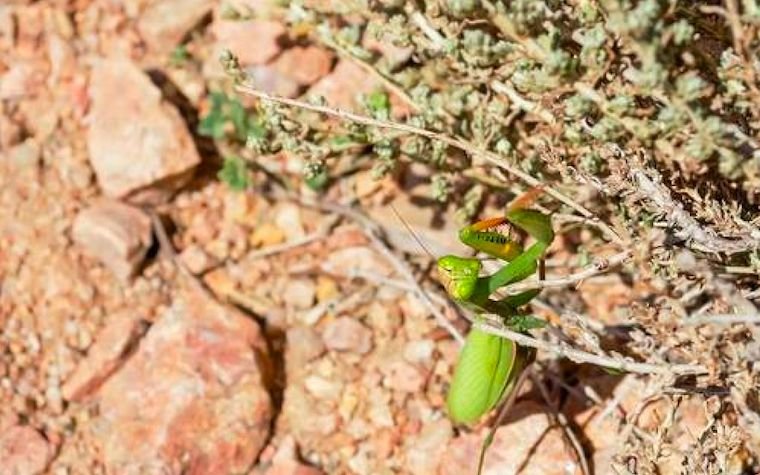 Regionalne władze Sardynii przygotowują się do walki z szarańczą.