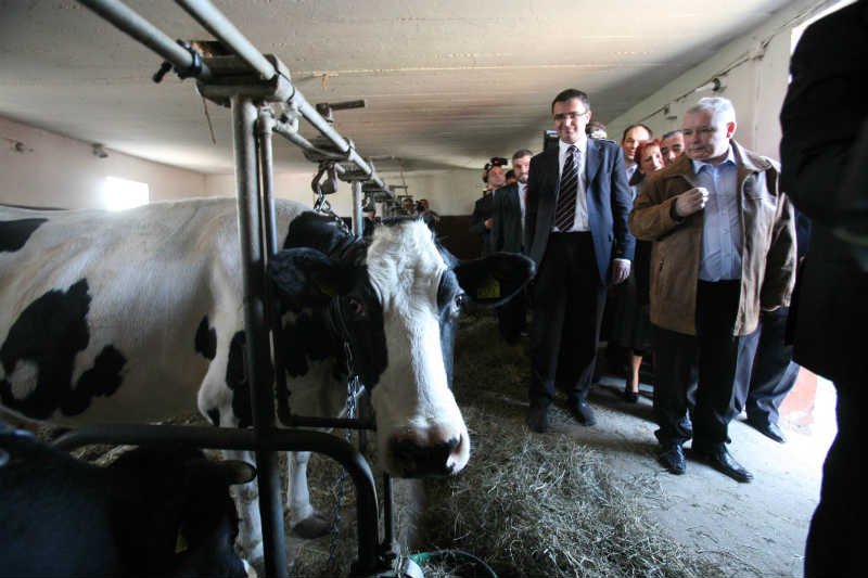 Jarosław Kaczyński na emeryturze chce się zająć hodowlą byków. Na zdjęciu wizyta w gospodarstwie koło Lublina w 2006 roku.