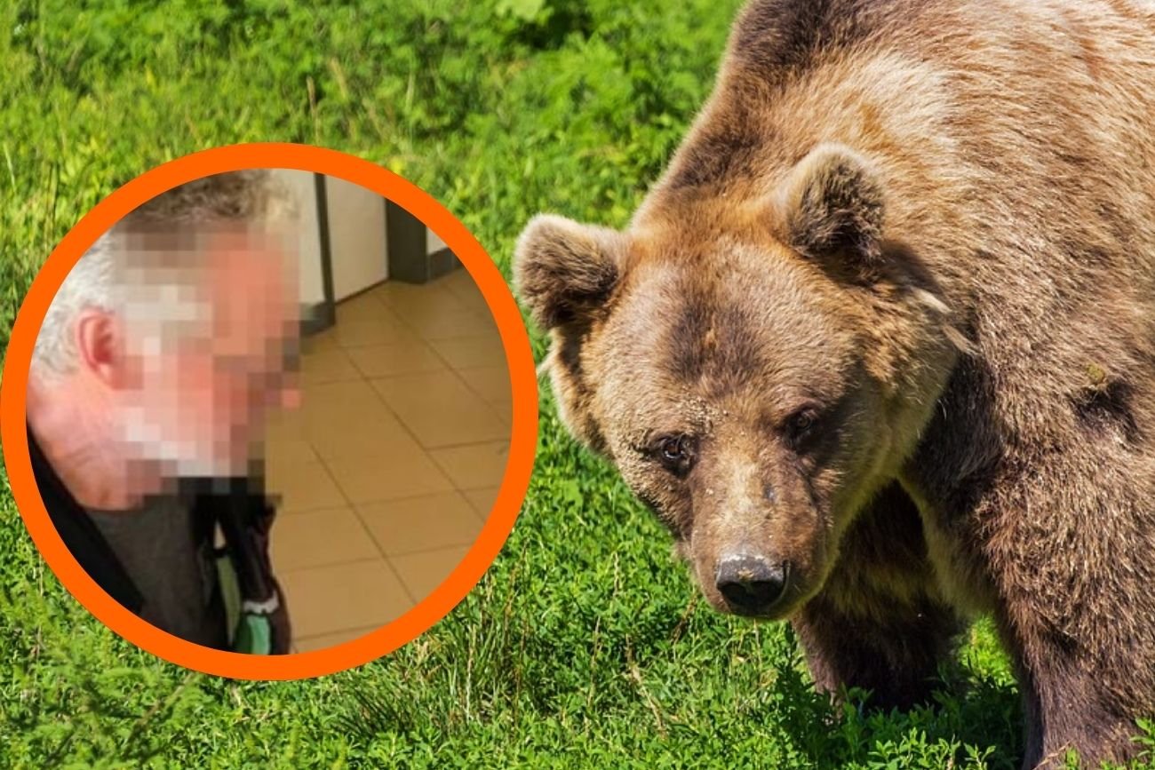 Niedźwiedź w Tatrach Zachodnich zaatakował polskiego turystę