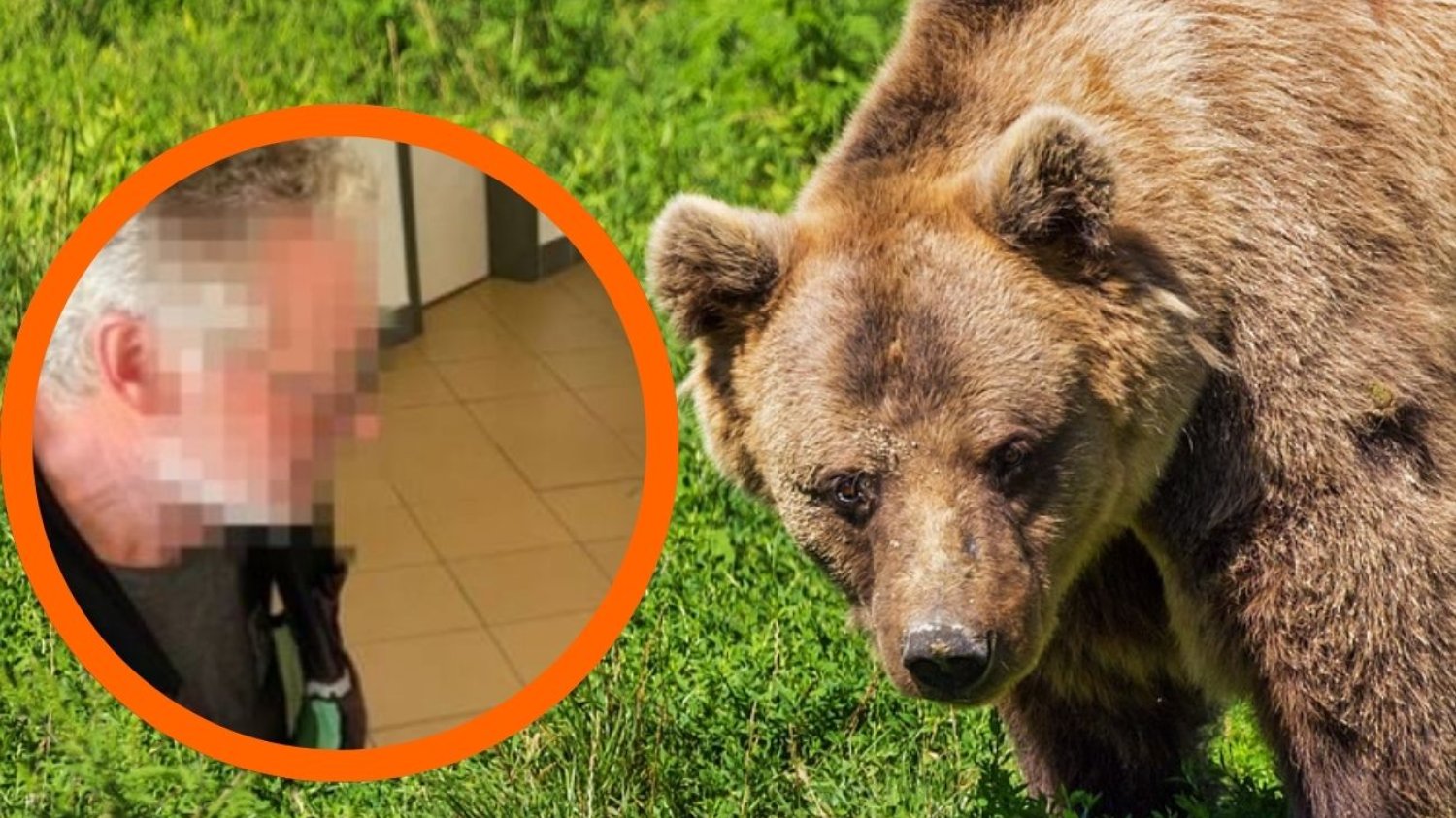 Niedźwiedź w Tatrach Zachodnich zaatakował polskiego turystę